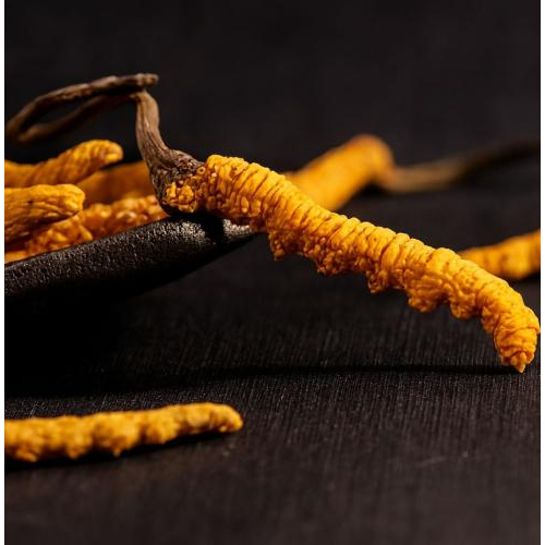 Bài Thuốc Từ Đông Trùng Hạ Thảo Giúp Trị Ho