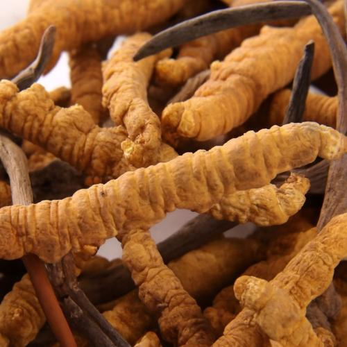 Đông Trùng Hạ Thảo Giá Bao Nhiêu 1Kg? Mua Ở Đâu Uy Tín?