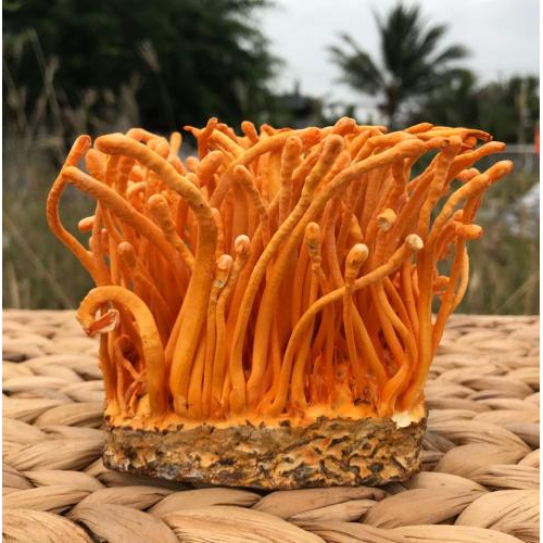 Quy Trình Nuôi Cấy Đông Trùng Hạ Thảo Như Thế Nào?