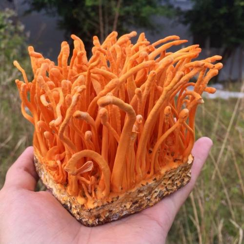 Đế Đông Trùng Hạ Thảo Có Tác Dụng Gì?