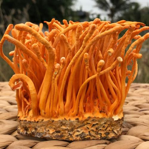 Đông Trùng Hạ Thảo Tươi Là Gì? Công Dụng, Cách Dùng Và Lưu Ý