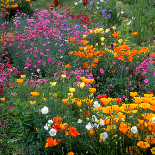 Session 9 - Unit 4: Present and past simple passive