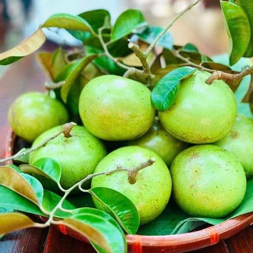 Khám Phá Quả Vú Sữa Trái Cây Bổ Dưỡng