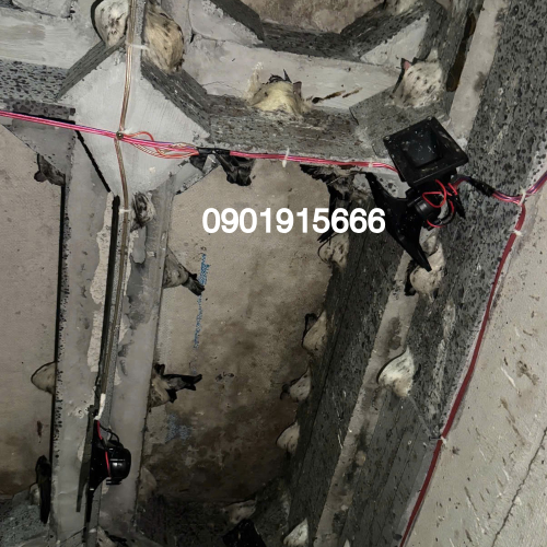 Tổ Yến Chưa Thu Hoạch