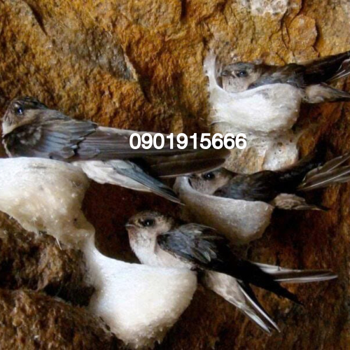 Những Vi Sinh Vật Thường Gặp Phải Khi Nuôi Yến